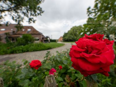 Rose Rouge en avant plan avec les gîtes de l'Anc. Seigneurie de Boucaut en arrière plan